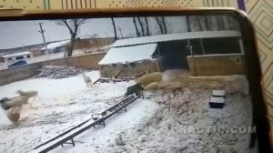 Баран напал на своего хозяина