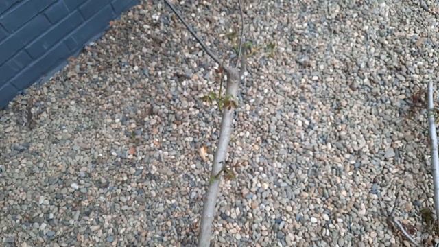 Подвои грецкого ореха и фундука смотреть онлайн