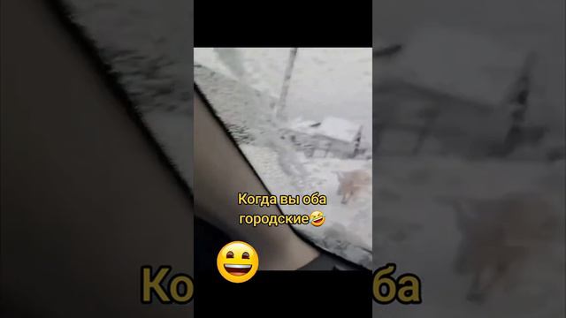 Когда вы оба городские