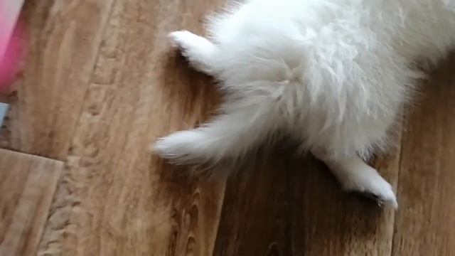 Как СПИТ Японский шпиц. Нам 2 МЕСЯЦА)