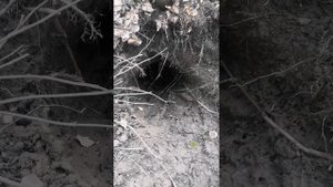 Джек рассел терьер прогулки по барсучьим норам
