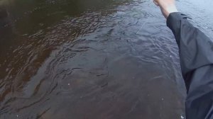 Ловля хариуса на Тенкара от Данилыча