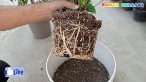 Правильная пересадка  Спатифиллум и антуриум в домашних условиях.