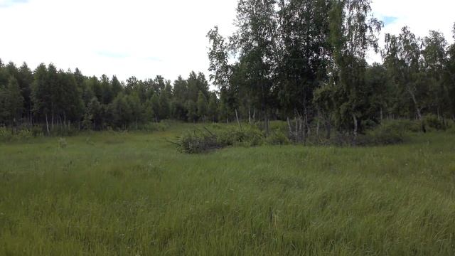 ЛЕСОСТЕПЬ. ИЮНЬ. ЗАСУХА И ХОЛОД смотреть онлайн