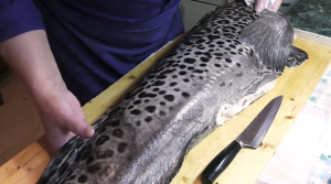 Зубатка пёстрая от целой тушки до деликатеса на тарелочке.