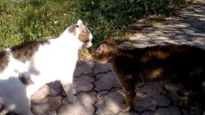 Как коты общаются между собой