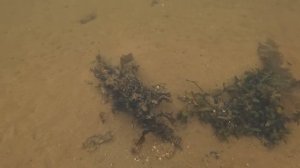 Хорошо ВЗЯЛ Камбалы / I TOOK the Flounders well