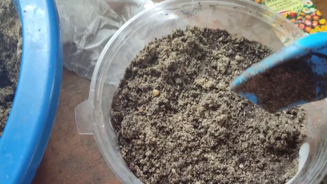 честный обзор на семена Гавриш