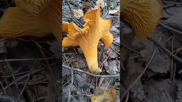 В лесу нашла супер мега огромный гриб лисичку.  found a huge chanterelle mushrooms in the forest