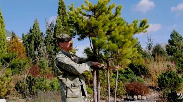 Хвойные деревья для ландшафтного дизайна. Обзор хвойных деревьев. Часть 3.