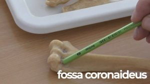 Кафедра анатомии. Лекция - кости верхней конечности