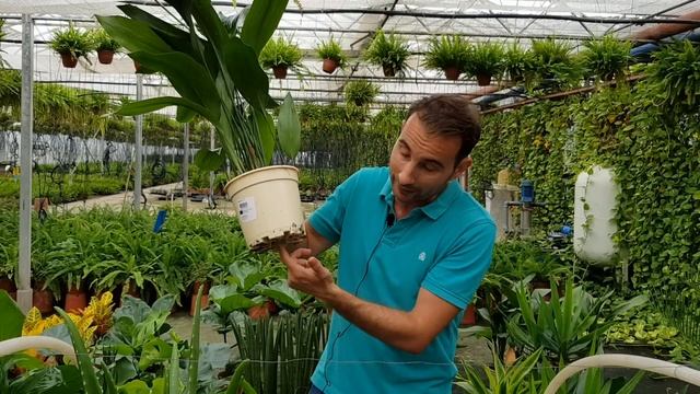 10 PLANTAS de INTERIOR RESISTENTES y fáciles de mantener смотреть онлайн