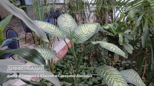 Интерактивная экскурсия по Зимнему саду Дворца культуры "Капотня"