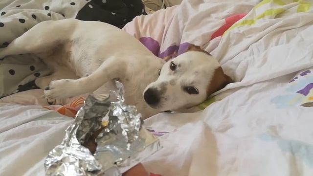 Кто съел шоколад? смотреть онлайн