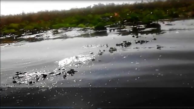 Долина лотосов Таманский полуостров, вблизи с Анапой смотреть онлайн