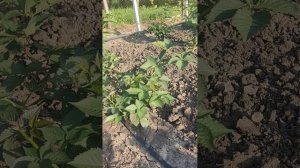 сорт ежевики Понка и аномалия