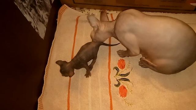 Кошка-мама учит котят вылазить из домика. Сфинксятам 3 недели.
