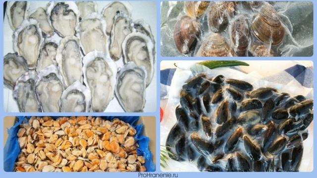 Правила выбора и хранения устриц, мидий и других моллюсков смотреть онлайн