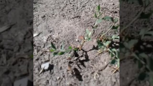оса пескорой песчаный Ammophila sabulosa