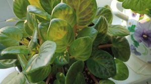 Вымахала за 5 месяцев, не узнать! Фиалка Поль Баньян