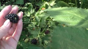 ВОН, раннеспелый сорт ежевики с очень вкусной ягодой