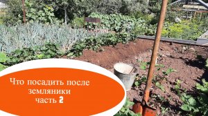 Посев в июле после земляники.