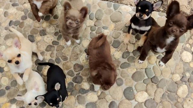 НАТУРАЛЬНОЕ ПИТАНИЕ ДЛЯ ЧИХУАХУА. Рацион для щенят,как правильно кормить смотреть онлайн