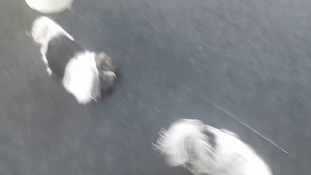 Как подготовить собаку к выставке. Первое посещение зала для дрессуры. смотреть онлайн