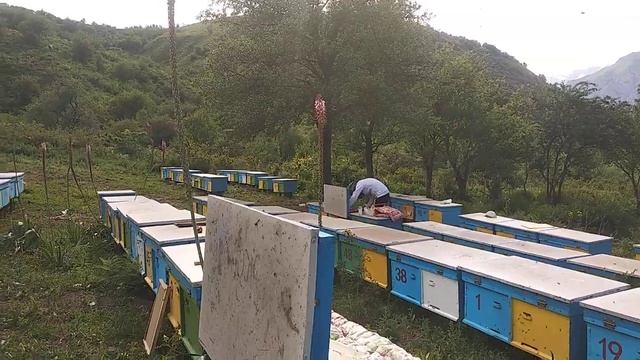 пасека пскемская природа смотреть онлайн