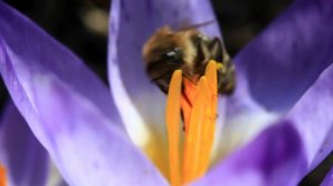 Пчелы на цветах крокусах собирают мед, макро шафрана 