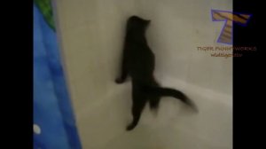 Коты не любят купаться. .Видео подборка купающихся котов.FUNNY CATS VIDEO MIX #4 (Август 2015)