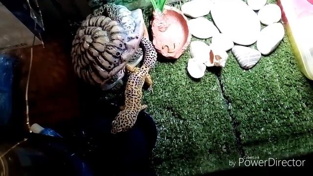 Эублефар: охота на саранчу смотреть онлайн