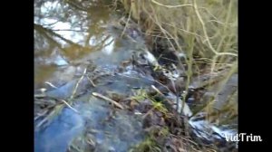 Ловля бобра на капканы на реке