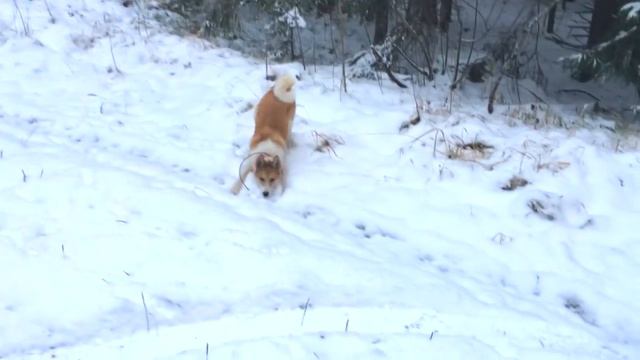 ЗАГОННАЯ ОХОТА НА ЛОСЯ #1