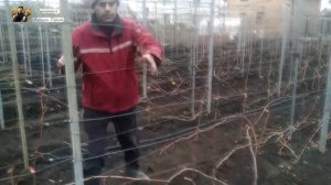 Обрезка кустов винограда, осень 2019 год