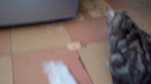 SAMSUNG холодильник барахло как и вся другая продукция этой фирмы