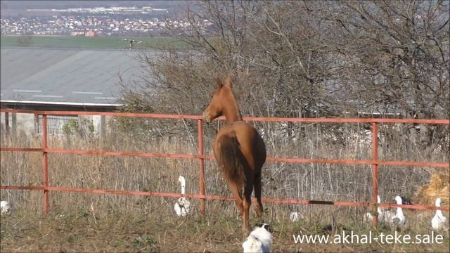Akhal-teke filly Kindji-Ser, chestnut, 2021 - FOR SALE смотреть онлайн
