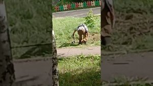 Пьяный газонокосильщик