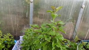 Саженцы сирени Вечерний Звон