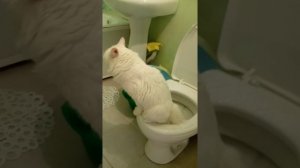Кот писает в унитаз