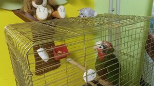 Попугай Амазон и волнистый попугай общаются