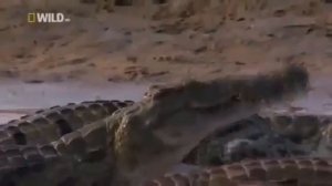 +16 ВОКРУГ СВЕТА  .Жизнь Нильского крокодила.