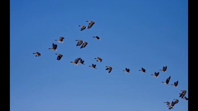 Улетают журавли авторская песня стихи мелодия исп. и видео Татьяна Талызина смотреть онлайн