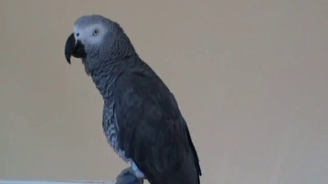 О том о сём - про чай и кофе смотреть онлайн