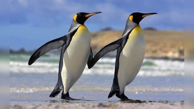 Почему пингвин не летает смотреть онлайн