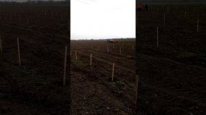 Посадка и уход за черешневым садом