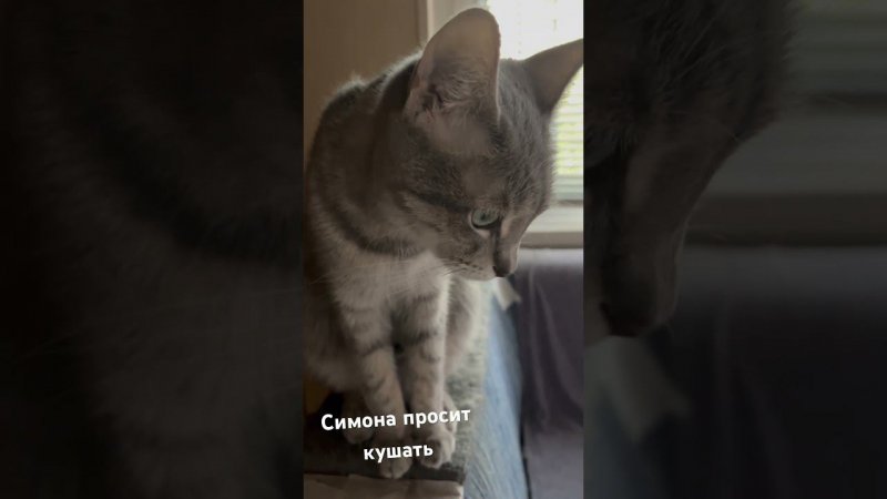 #кот #кошка #животные #animals #cat #sima #camedy #смешное #смешноепроживотных #shorts #камеди #diy