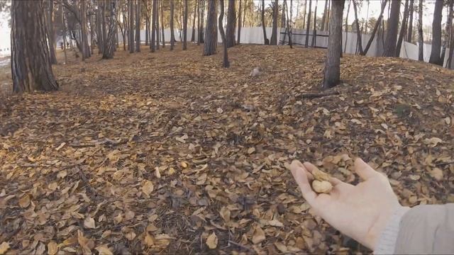 Белка ест орехи. смотреть онлайн