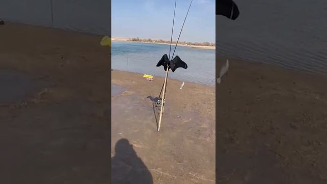 #ловля #рыбалка #жерех #ловля жереха #рыбалка на жереха #клёв #река или смотреть онлайн