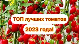Эти ТОМАТЫ растут огромными ГРОЗДЬЯМИ. Неприхотливы, не боятся заморозков!